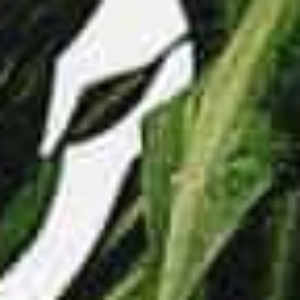 Geisha Kyd - Pornstar profile photo